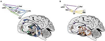 Reward Processing and Circuit Dysregulation in Posttraumatic Stress Disorder